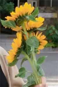 我和明星老婆荒岛直播